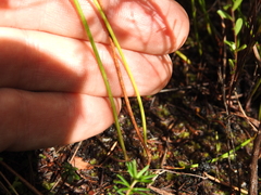 Comesperma defoliatum