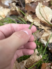 Carex pedunculata