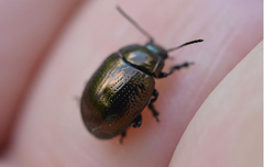Chrysolina oricalcia