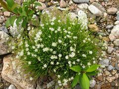 Stellaria peduncularis