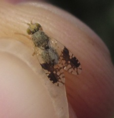 Tephritis separata