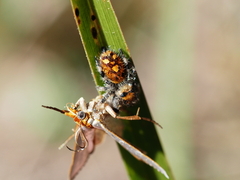 Phidippus regius
