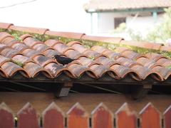 Turdus merula cabrerae