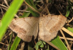 Selidosema brunnearia