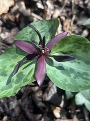 Trillium stamineum