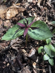 Trillium stamineum