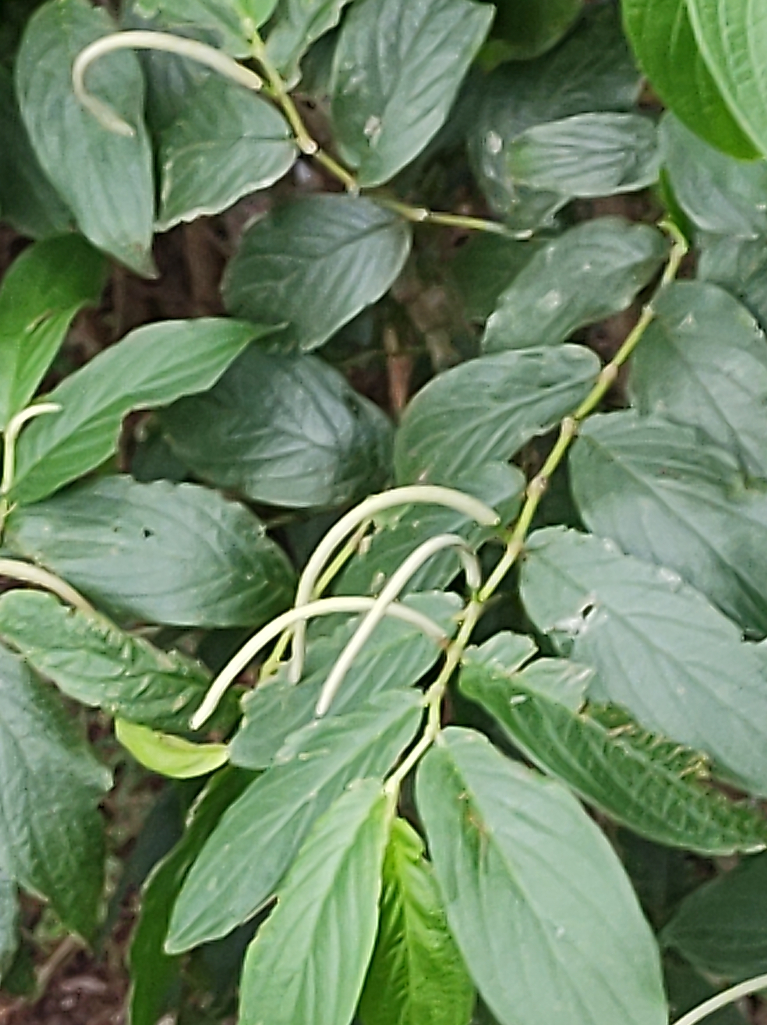 Piper aduncum