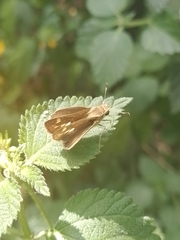 Cymaenes odilia
