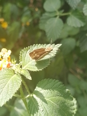 Cymaenes odilia