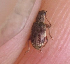 Polydrusus sparsus