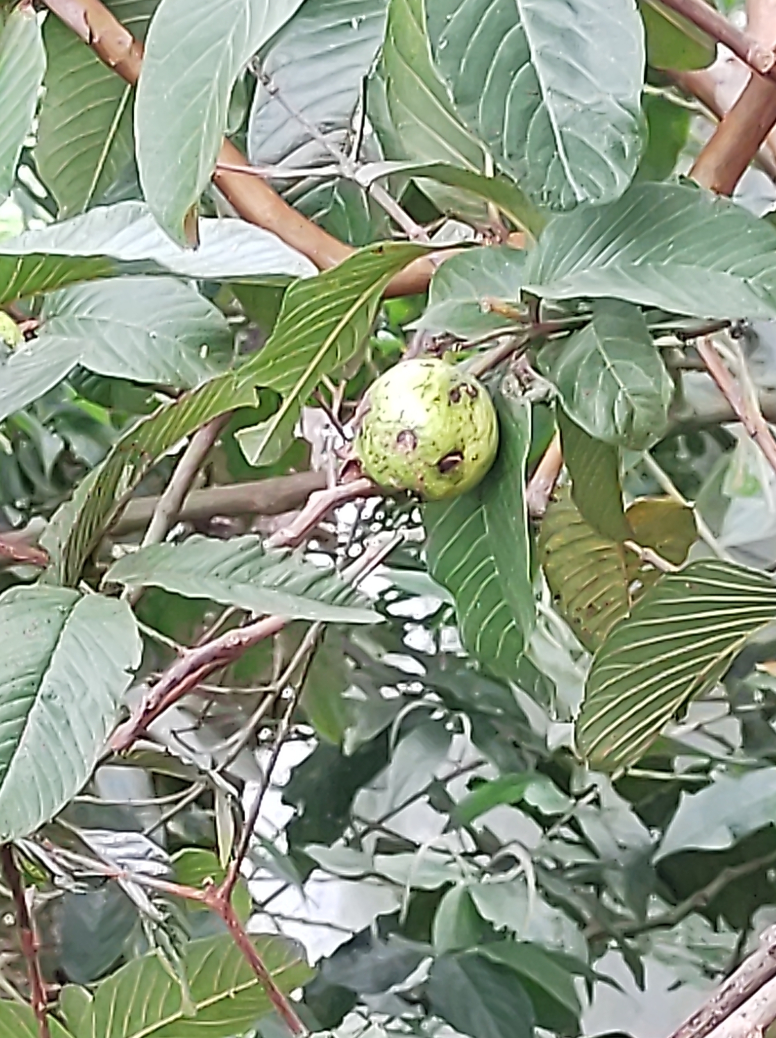Psidium guajava