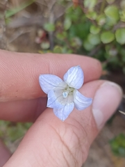 Wahlenbergia pygmaea