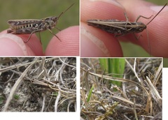 Omocestus haemorrhoidalis
