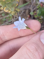 Wahlenbergia pygmaea