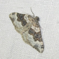 Epirrhoe galiata
