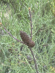 Petrophile canescens
