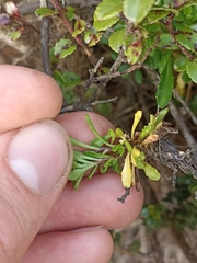 Wahlenbergia pygmaea