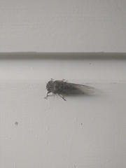 Amphipsalta