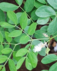 Mimosa caesalpiniifolia