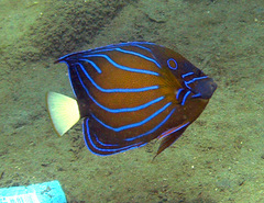 Pomacanthus annularis