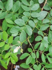 Mimosa caesalpiniifolia