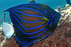 Pomacanthus annularis