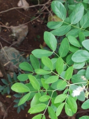 Mimosa caesalpiniifolia