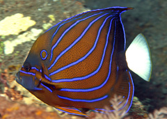 Pomacanthus annularis