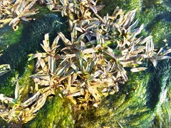 Veronica anagallis-aquatica