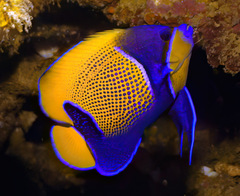 Pomacanthus navarchus