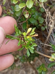 Wahlenbergia pygmaea