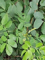 Mimosa caesalpiniifolia