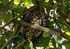 Corallus ruschenbergerii