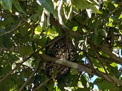 Corallus ruschenbergerii