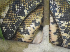 Corallus ruschenbergerii