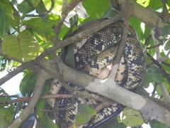 Corallus ruschenbergerii