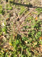 Chloris verticillata