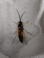 Diphyus quadripunctorius