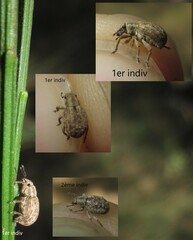 Strophosoma capitatum