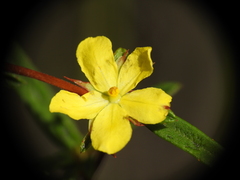 Hibbertia salicifolia
