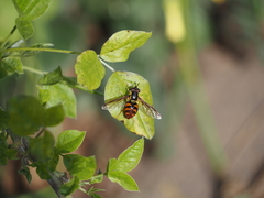 Chrysotoxum triarcuatum