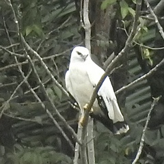 Pseudastur albicollis