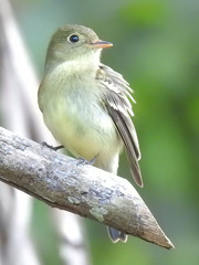 Empidonax flaviventris