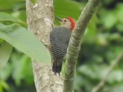 Melanerpes pygmaeus