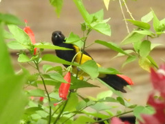 Icterus prosthemelas