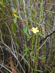Hibbertia salicifolia