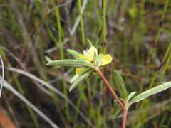 Hibbertia salicifolia