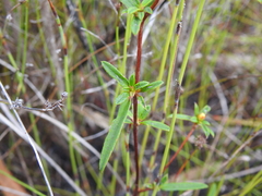 Hibbertia salicifolia