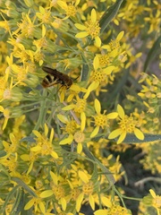 Xanthocampsomeris completa