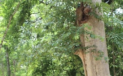 Lagerstroemia calyculata